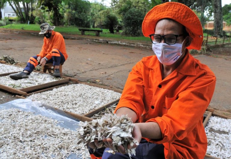 O trabalho sensível de pessoas com deficiência nos viveiros da Novacap