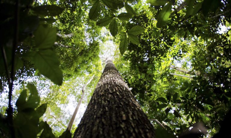 Amazônia terá sistema de dados sobre gases de efeito estufa