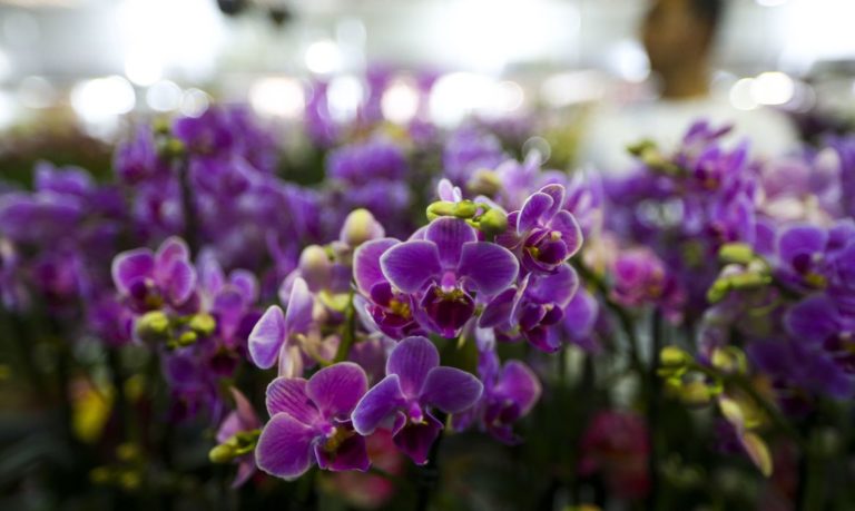 Setor de flores da Ceagesp estima aumento nas vendas para Dia das Mães