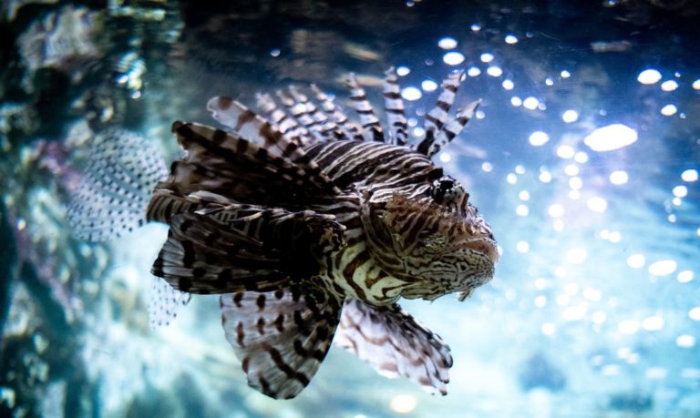 Peixe-leão traz riscos para o litoral brasileiro