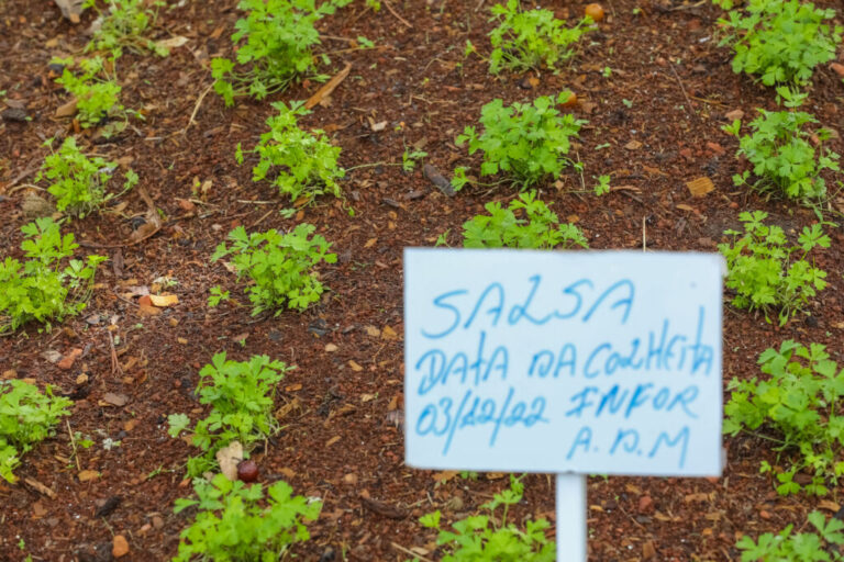 Parque da Cidade ganha segunda horta comunitária