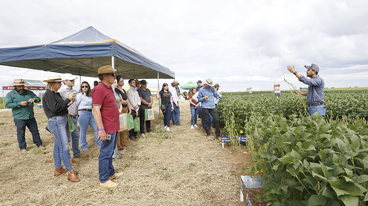 Competição de cultivares de soja apresentou 24 variedades do grão