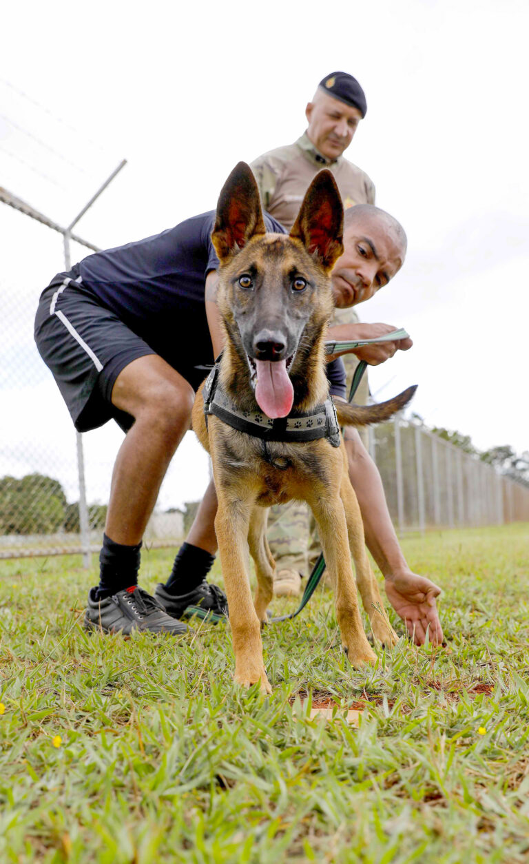 Quatro filhotes em treinos radicais para se tornarem cães farejadores