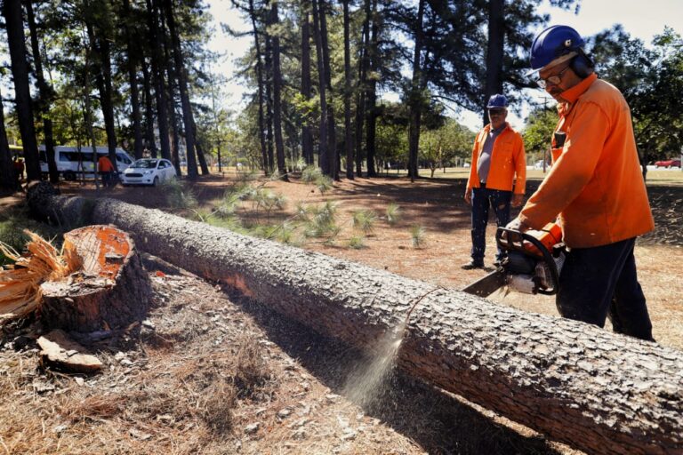 Mais de 590 pinheiros já foram retirados do Parque da Cidade