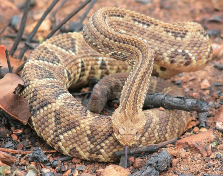 Especialistas alertam para acidentes por picada de cobra