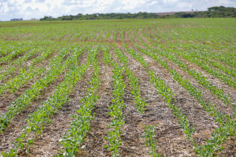 Ações evitam poluição provocada por agrotóxicos no DF