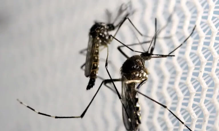 Cidade do Rio registra mais de 2 mil casos de dengue em 24 horas